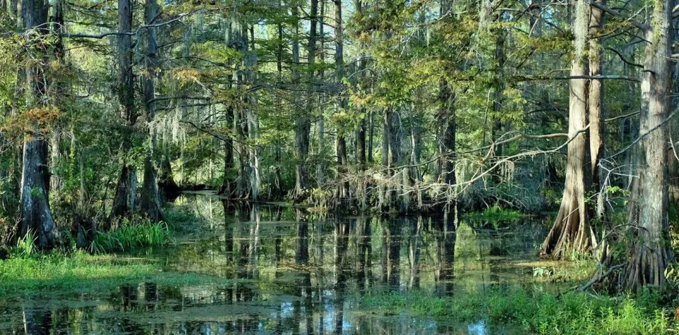 Growing forests  on expanding good green cover