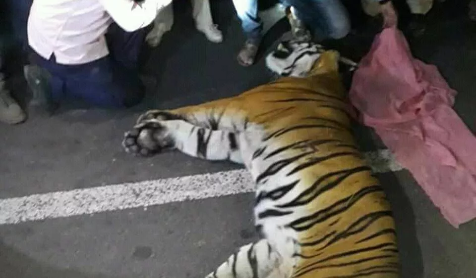 On death of tiger in bor reserve  avoiding roadkill