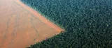 China is creating new forests the size of ireland