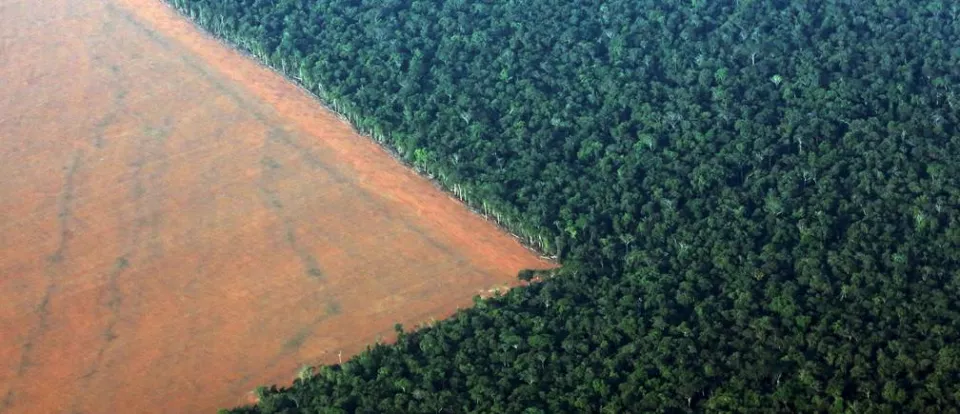 China is creating new forests the size of ireland