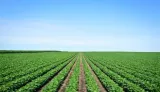 Problem of plenty  on devising a sound agricultural policy