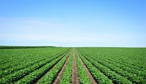 Problem of plenty  on devising a sound agricultural policy