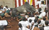 All gore  jallikattu in tamil nadu