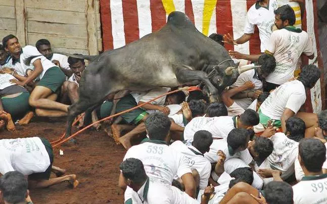 All gore  jallikattu in tamil nadu