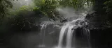Tropical forests used to absorb carbon  not any more