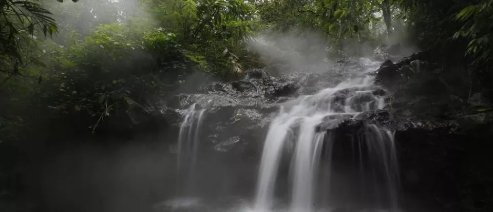 Tropical forests used to absorb carbon  not any more