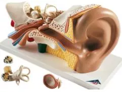 In a world first  children get new ears grown from their own cells