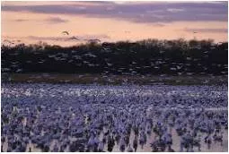 Myriad  - (Of an indefinite large number)