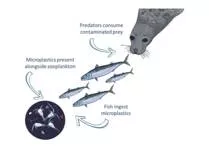Microplastics endanger all marine life  from fish to top predators
