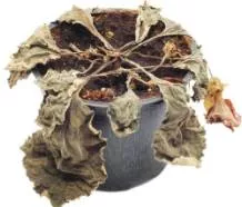 Wither  - (To lose vitality, force, or freshness)
