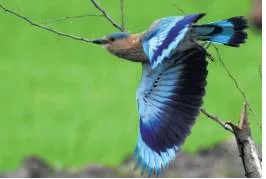 Warming could threaten half of species in 33 key areas  report