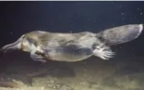 Our latest weapon against antibiotic resistance  platypus milk