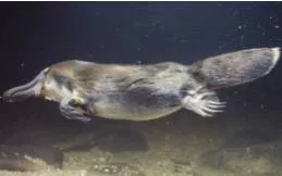 Our latest weapon against antibiotic resistance  platypus milk