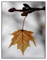 Tenuous  - (Of slight importance or significance; unsubstantial:)