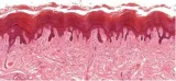 There’s a previously undiscovered organ in your body  and it could explain how cancer spreads