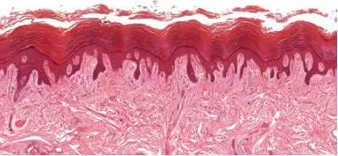 There’s a previously undiscovered organ in your body  and it could explain how cancer spreads