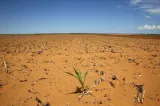 Big worry for india  country at risk of food shortage due to climate change  says study