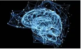 Humans produce new brain cells throughout their lives  say researchers