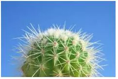 Prickly  - (Sharp to the touch, usually pointed)