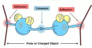 Cohesive  - United and working together effectively.