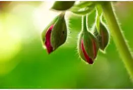 Incipient  - Beginning to come into being or to become apparent.