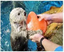 Compassion  - Sympathetic pity and concern for the sufferings or misfortunes of others.