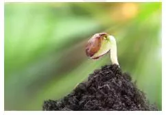 Nascent  - Only recently formed or started, but likely to grow larger quickly:
