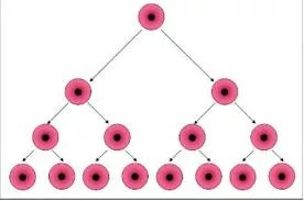 Proliferation  - A rapid increase in number.