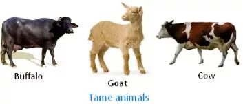 Tame  - Not wild or dangerous.