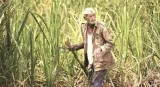Sweet nothing  on bailout scheme for sugarcane farmers 