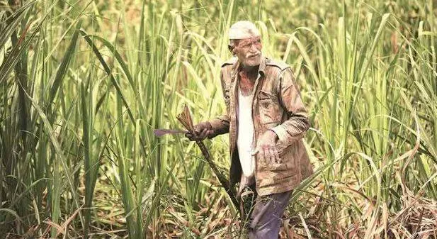 Sweet nothing  on bailout scheme for sugarcane farmers 