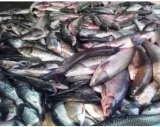 A fishy matter  on the formaldehyde contamination of fish