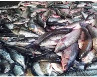 A fishy matter  on the formaldehyde contamination of fish