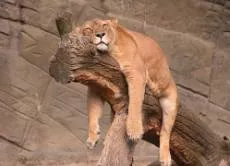 Lackadaisical  - Lacking enthusiasm and determination.