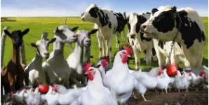 Livestock  - Farm animals, such as cows, sheep, or chickens, kept for use and profit.