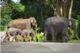 Clearing the path  on protecting elephant corridors z