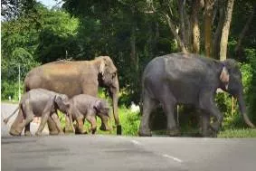 Clearing the path  on protecting elephant corridors z