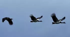 Fly in the face of  - To be or act in clear opposition to something else.
