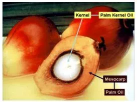 Kernel  - The central or most important part of something.
