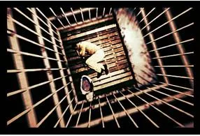 Subsist  - To obtain enough food or money to stay alive.