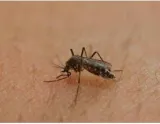 Another outbreak  on rajasthan zika cases