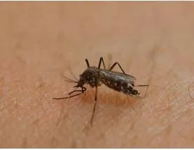 Another outbreak  on rajasthan zika cases