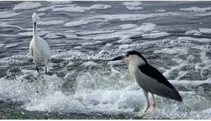 Fishing in troubled waters  - Try to take advantage of a confused situation.