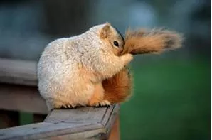 Timid  - Easily frightened.