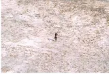 Leave them alone  on the sentinelese
