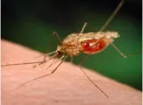 Ahead on malaria  on reduction in cases in india