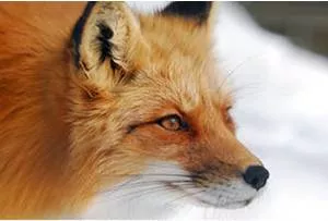 Deviousness - The quality of being dishonest or tricking people, but often also being clever and successful: