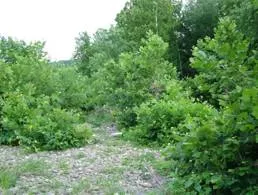 Thicket  - A dense group of bushes or trees.