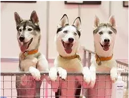 Pedigree  - The recorded ancestry or lineage of a person or family.