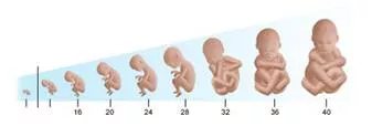 Gestation  - The process or period of developing inside the womb between conception and birth.